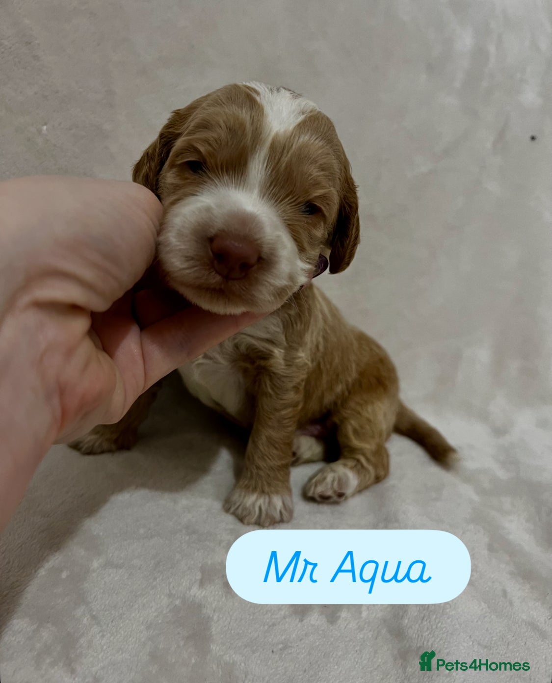 Australian Labradoodle dogs Quality Multigen Australian Labradoodle Puppies  - Advert 1