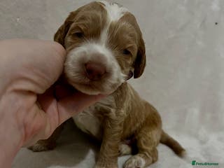 Australian Labradoodle dogs Quality Multigen Australian Labradoodle Puppies - Advert 1