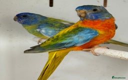 Parakeets birds for sale: A breeding pair of Splendids  - Image 5