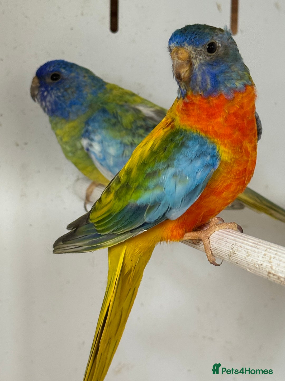 Parakeets birds for sale: A breeding pair of Splendids  - Image 5