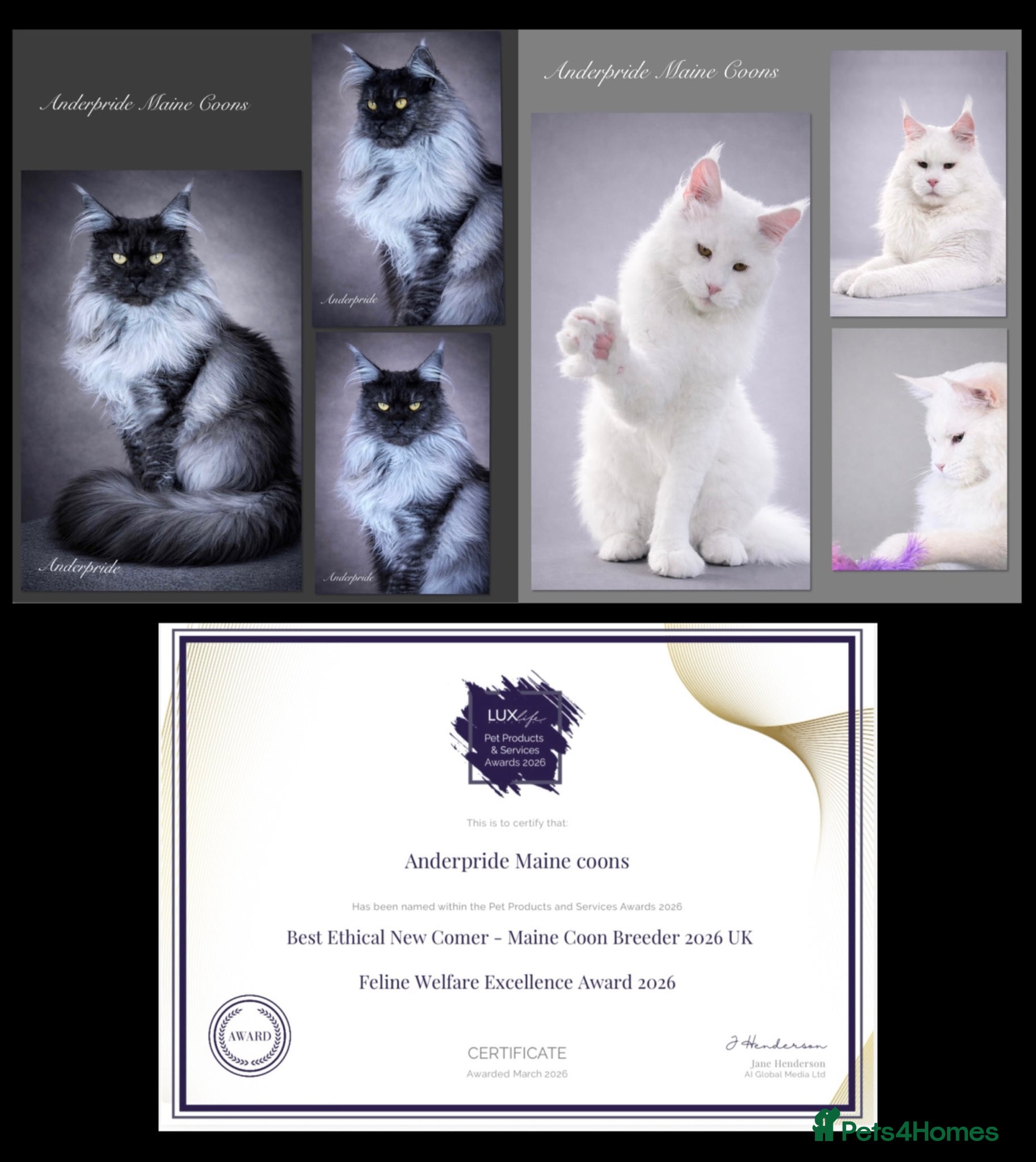 Maine Coon cats Anderpride waiting list is open 📣.  - Advert 1