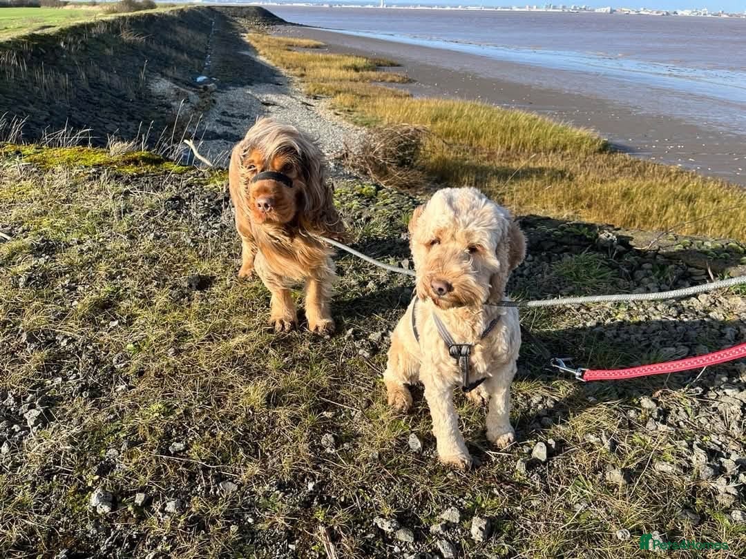 Cockapoo dogs 8 month old female cockapoo - Advert 1