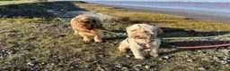 Cockapoo dogs for sale: 8 month old female cockapoo - Advert 1