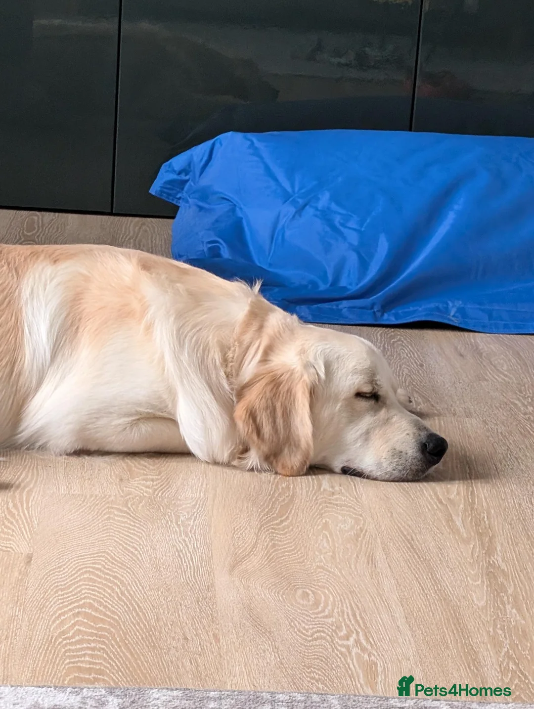 Golden Retriever dogs for sale: Handsome Nelson - Advert 4