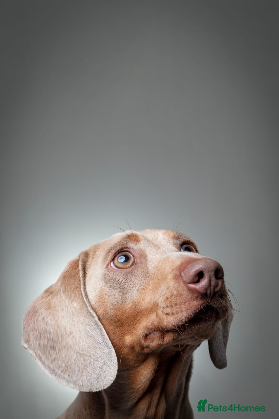 Miniature Dachshund dogs for stud: KC registered Isabelle & Tan  in Pontefract - Advert 2