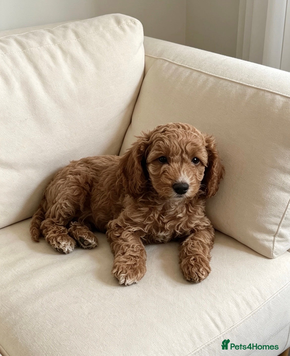 Cockapoo dogs Beautiful playful F1b cockapoos  - Advert 17
