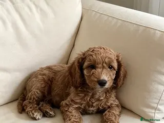 Cockapoo dogs Beautiful playful F1b cockapoos - Advert 17