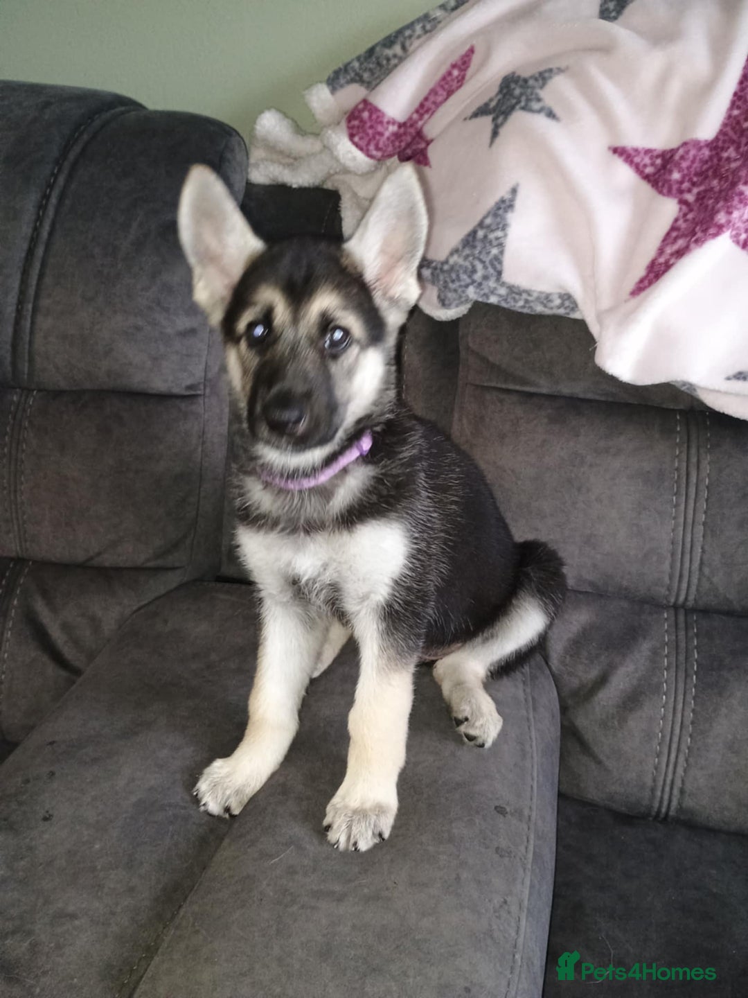 Shepsky dogs for sale: Gerbirian  shepskis - Image 15