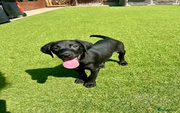 Labrador Retriever dogs for sale: Stunning litter of Black Labrador puppies  in Lydbury North - Image 27