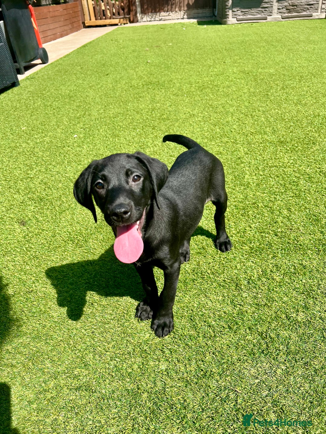 Labrador Retriever dogs for sale: Stunning litter of Black Labrador puppies  in Lydbury North - Image 27