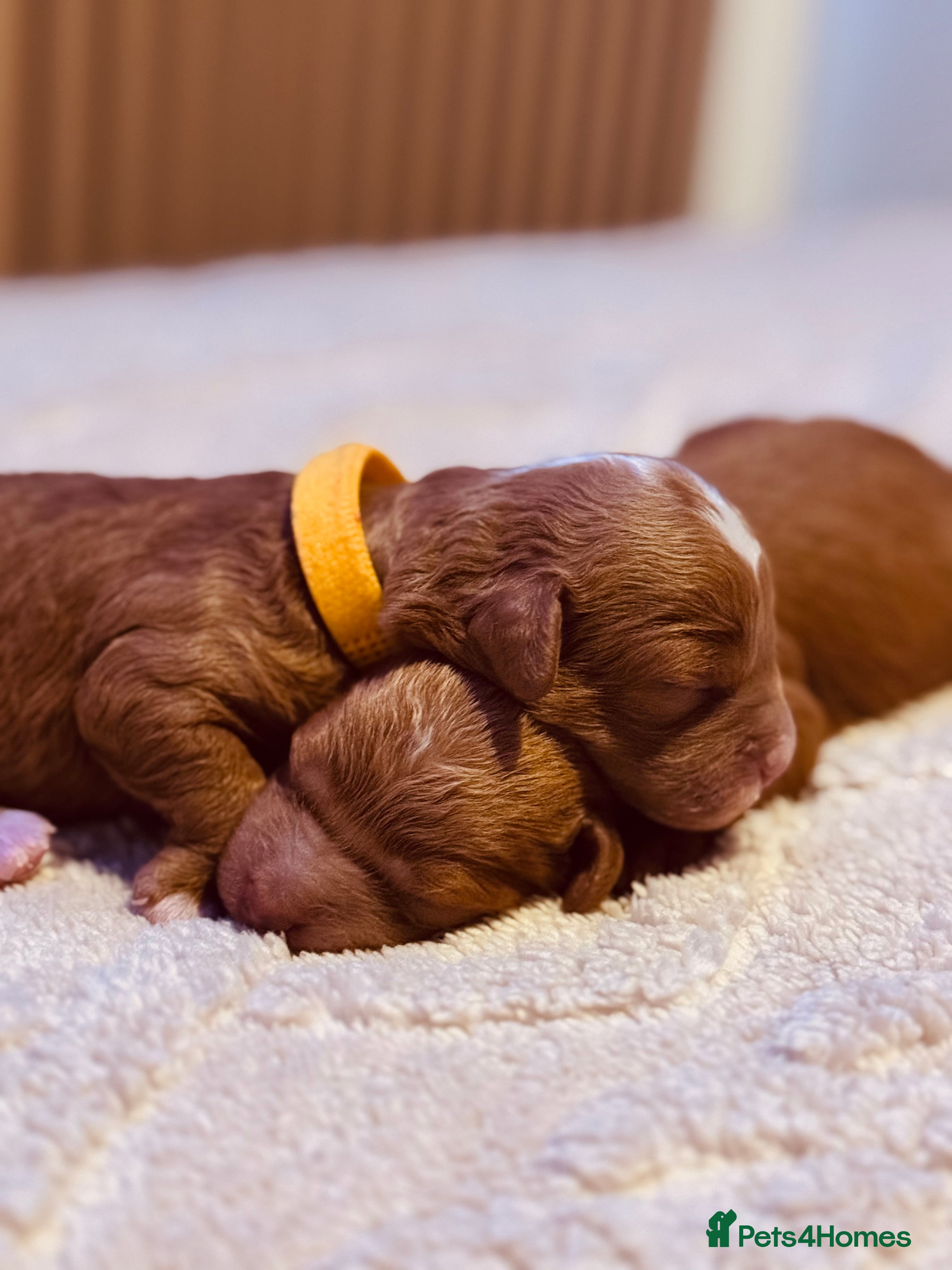 Cavapoo dogs Tiny cavapoo F1BB - ESA certified - Advert 3