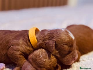 Cavapoo dogs Tiny cavapoo F1BB - ESA certified - Advert 9