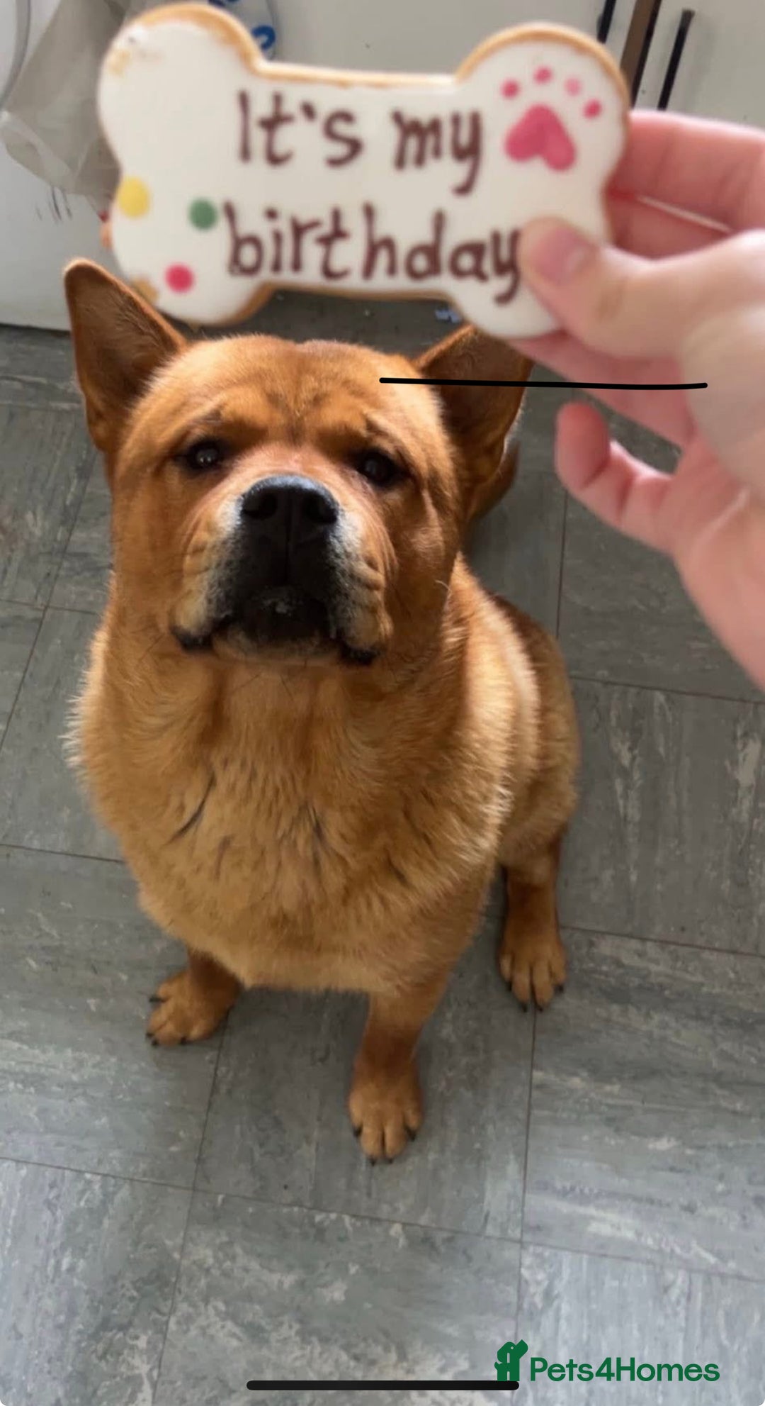 Mixed Breed dogs for sale: Chow chow cross Rottweiler  - Image 4