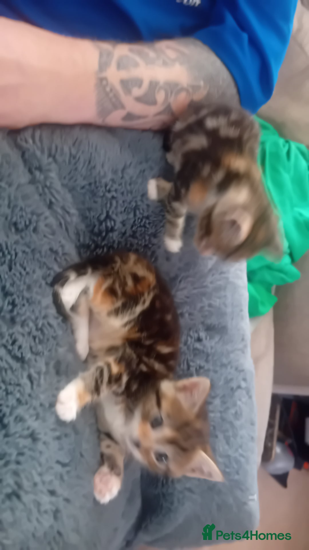 Bengal cats for sale: Bengal cross kittens  - Image 5