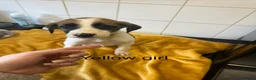 Lurcher dogs for sale: Mali x sluki puppies  - Advert 17