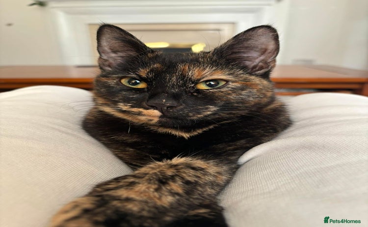 Mixed Breed cats - Advert 14
