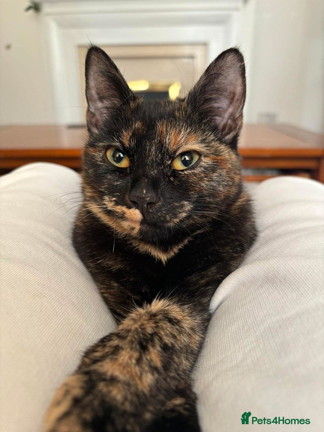 Mixed Breed cats for sale: Beautiful sisters  - Image 1
