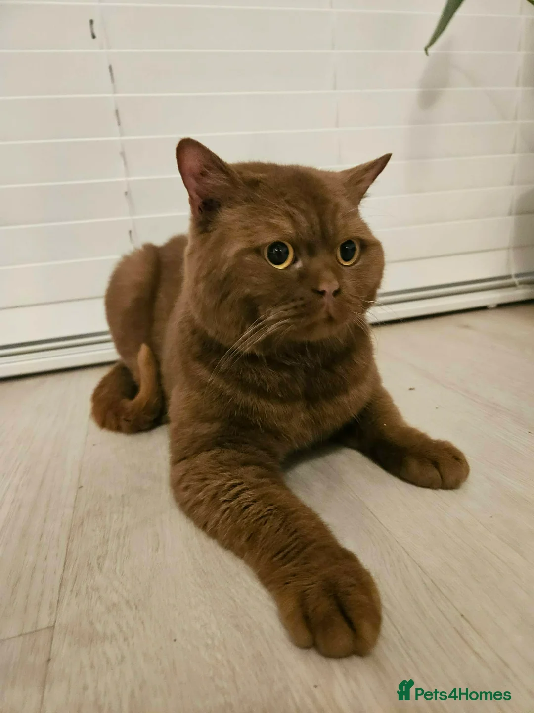 British Shorthair cats for sale: STUD FOR SALE cinnamon British shorthair  - Advert 2