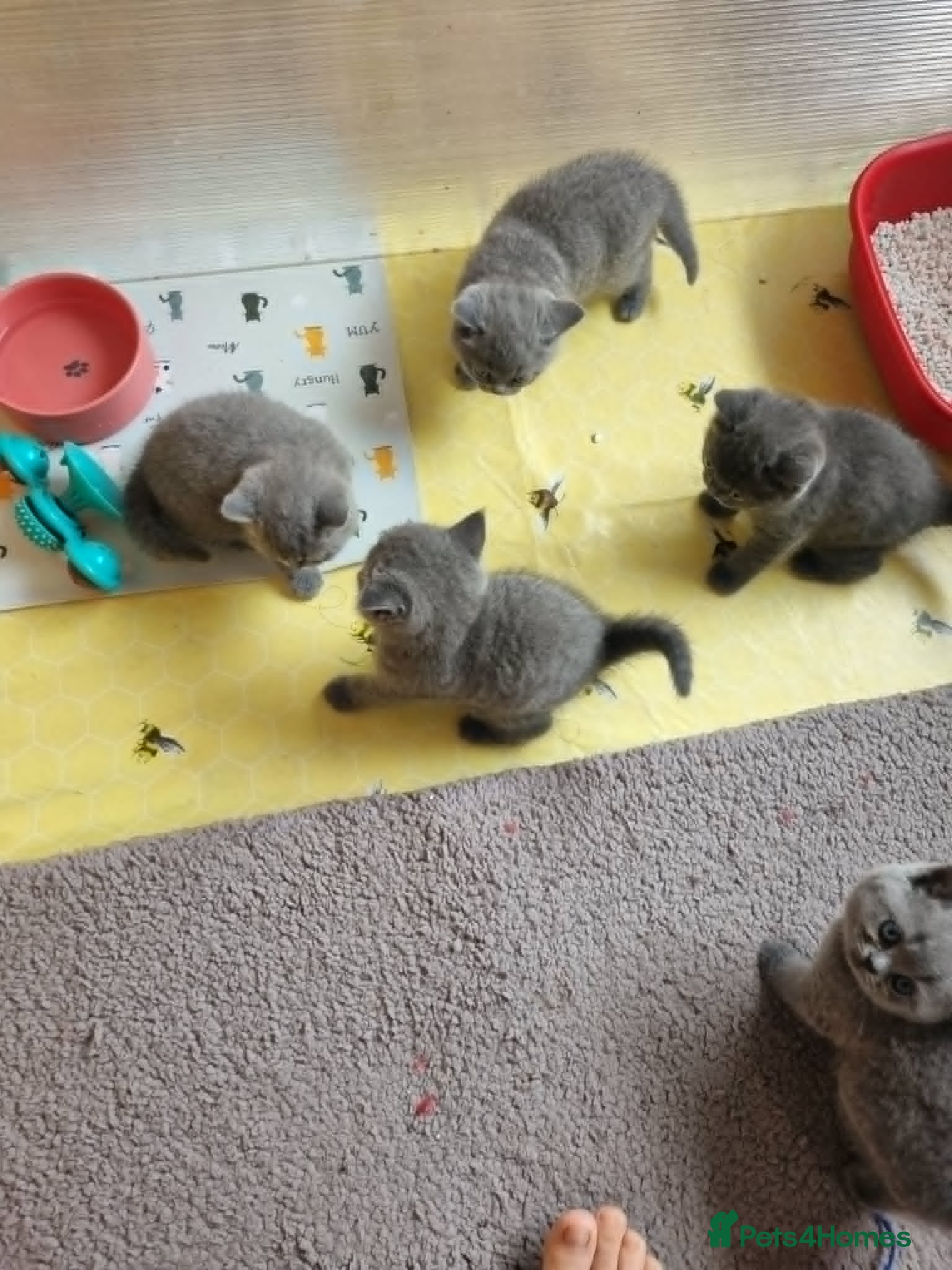 British Shorthair cats for sale: Stunning little girl - Advert 2