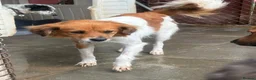 Mixed Breed dogs for adoption: Bambi - Norwich Norfolk  - Advert 9