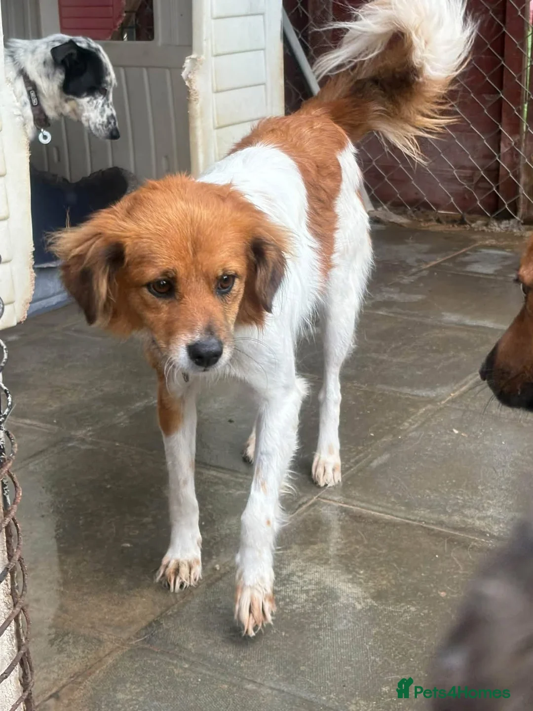 Mixed Breed dogs for adoption: Bambi - Norwich Norfolk  - Advert 9