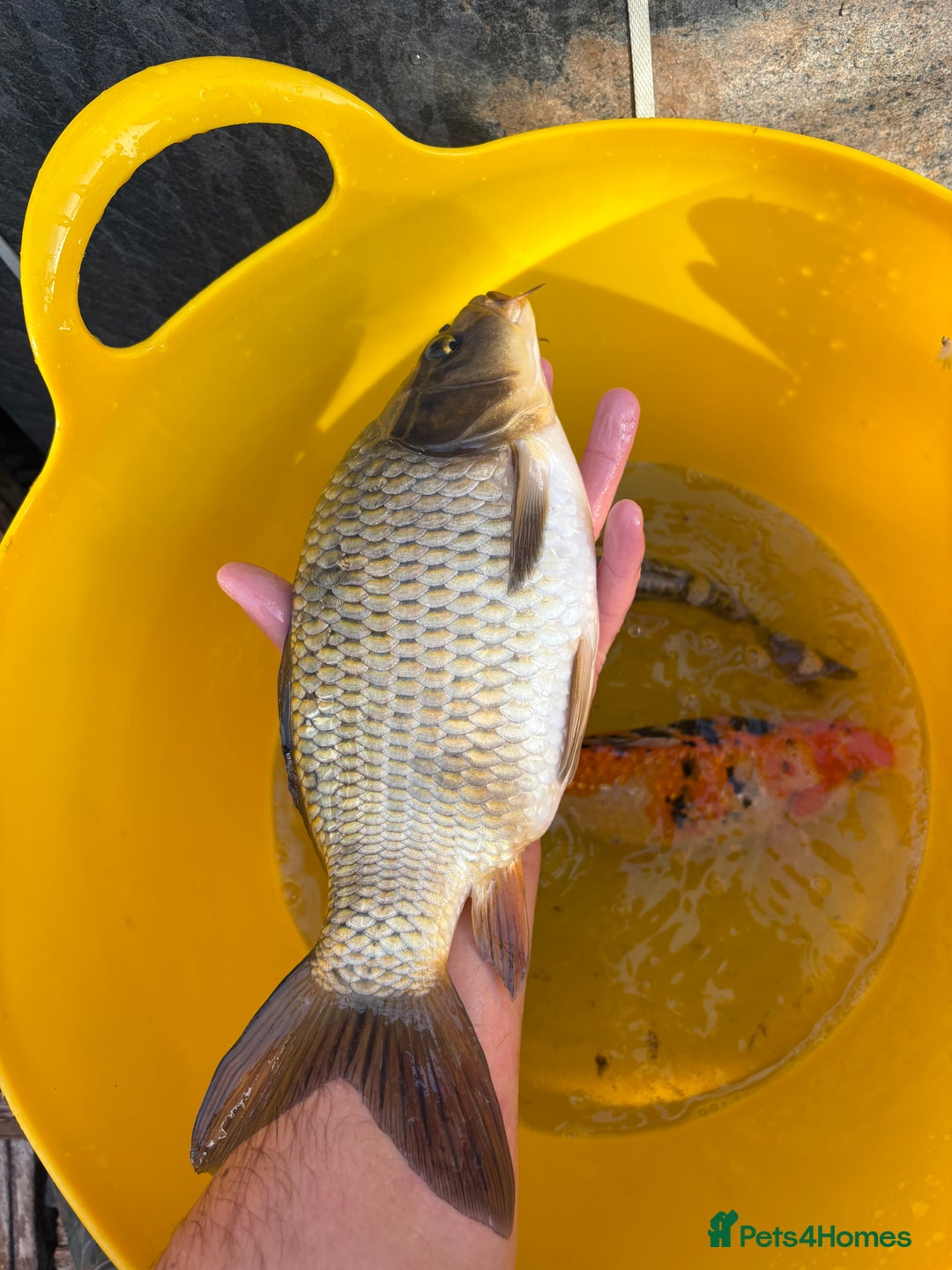 Koi Carp fish for sale: Pond fish carp/koi - Image 4