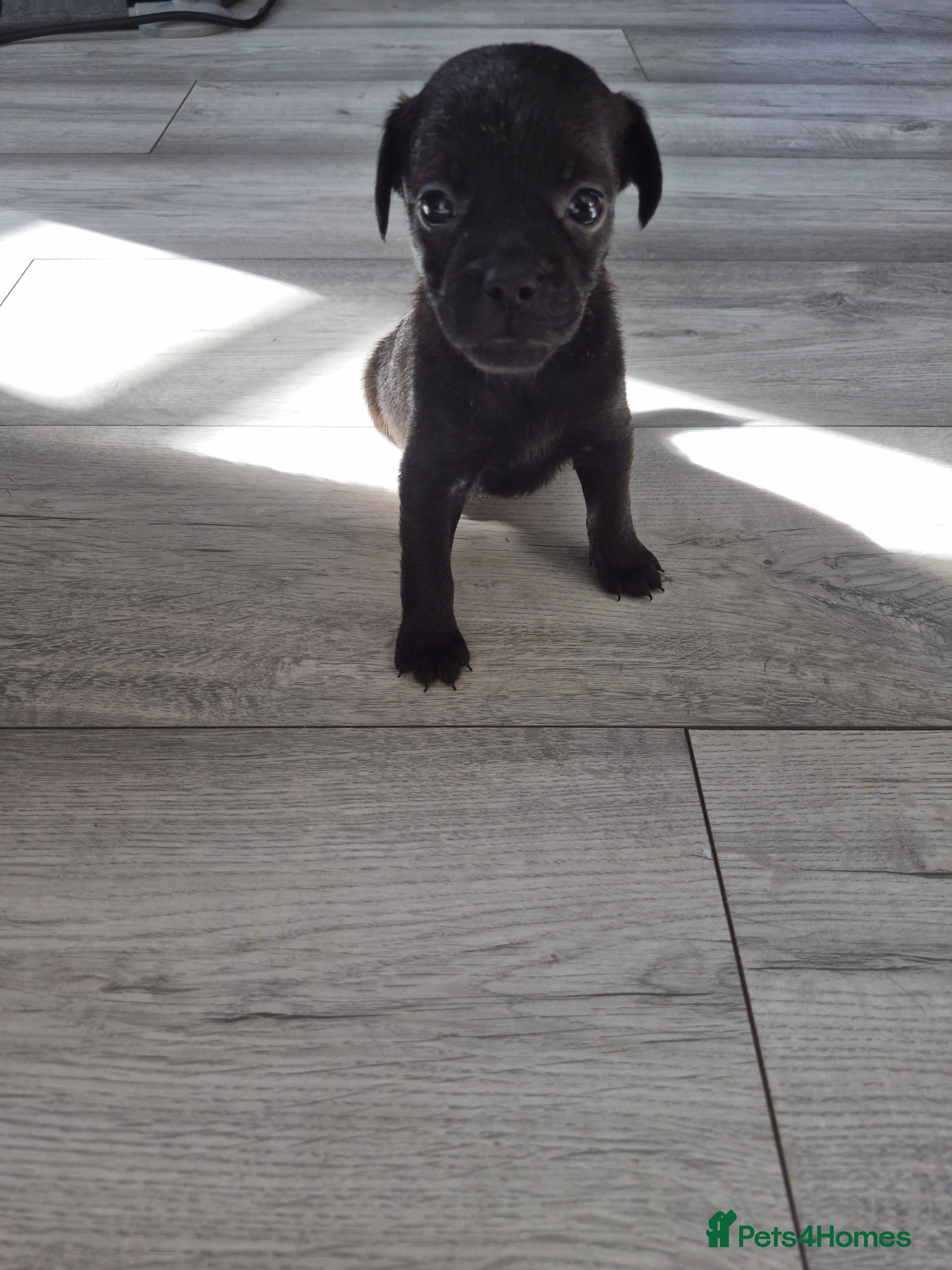 Mixed Breed dogs French bulldog x cockapoo - Advert 2