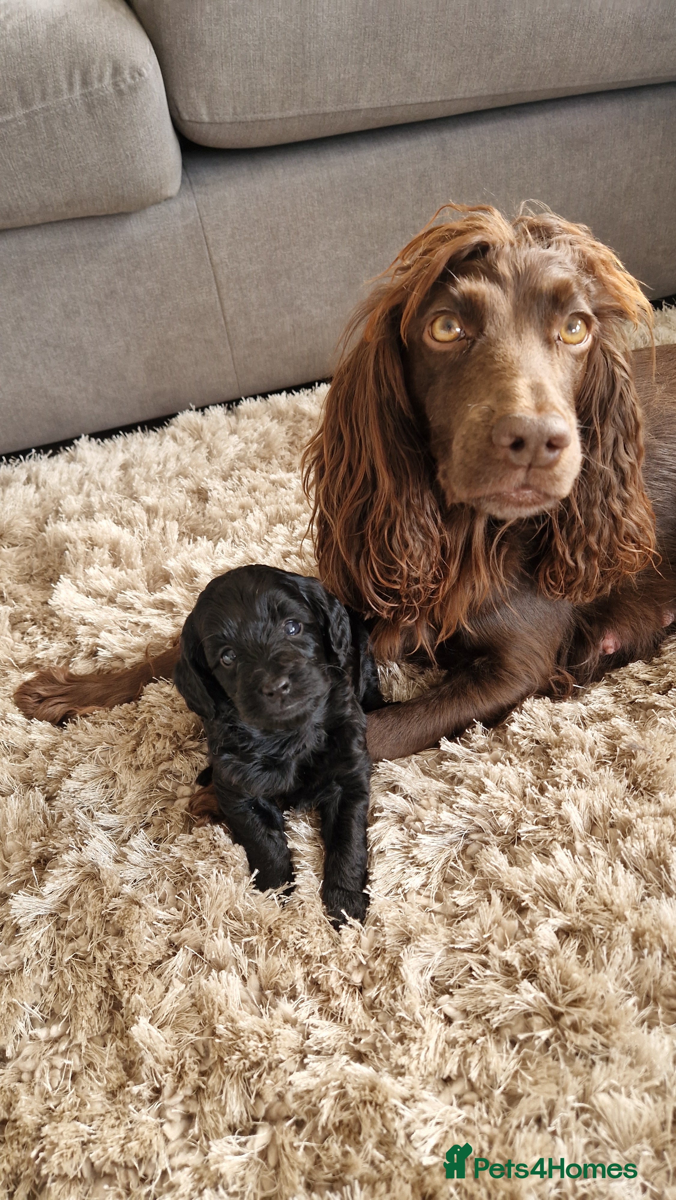 Cockapoo dogs F1 Cockapoo puppies - Advert 14