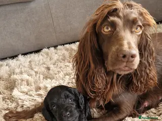 Cockapoo dogs F1 Cockapoo puppies - Advert 14