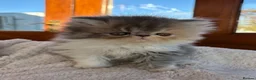 Exotic cats for sale: 2 Exotic kittens both fluffy male and female  - Advert 7