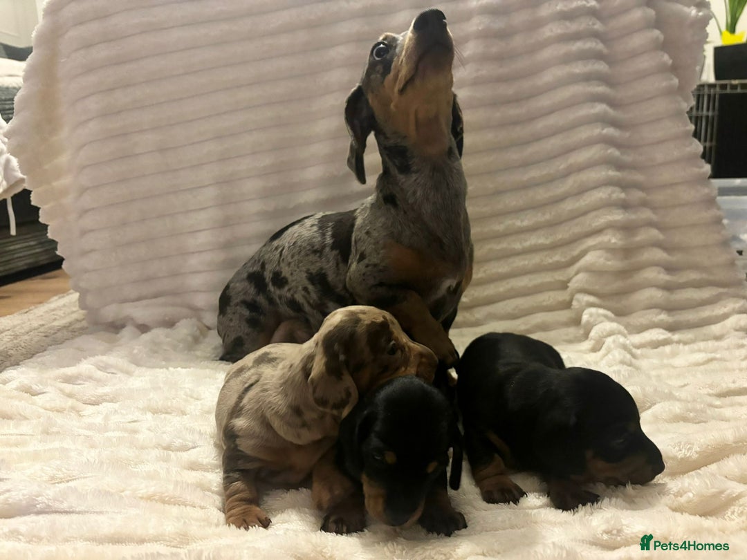 Miniature Dachshund dogs for sale: Miniature Dachshunds  - Advert 19