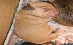 Dachshund dogs for sale: Dashound puppies - Image 16