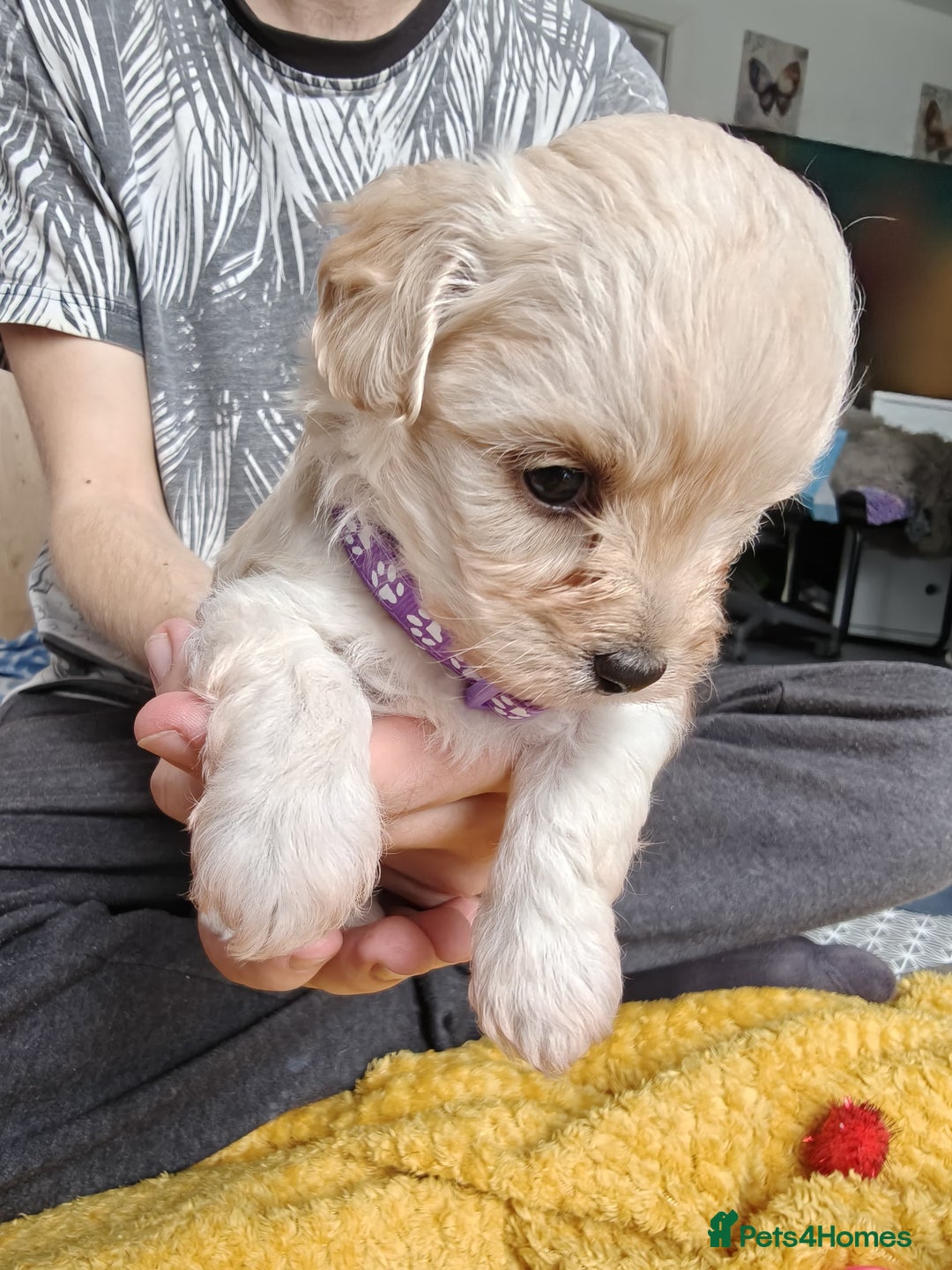 Maltipoo dogs for sale: F2 Mini Maltipoo,Toy size 4 boys - Image 8