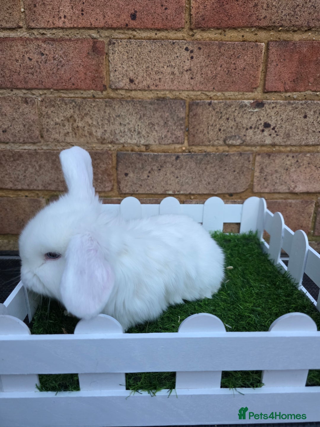 French Lop rabbits for sale: Pure bred French lops - Advert 18