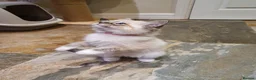 Ragdoll cats for sale: Stunning GCCF Registered Ragdoll Kittens. - Advert 30