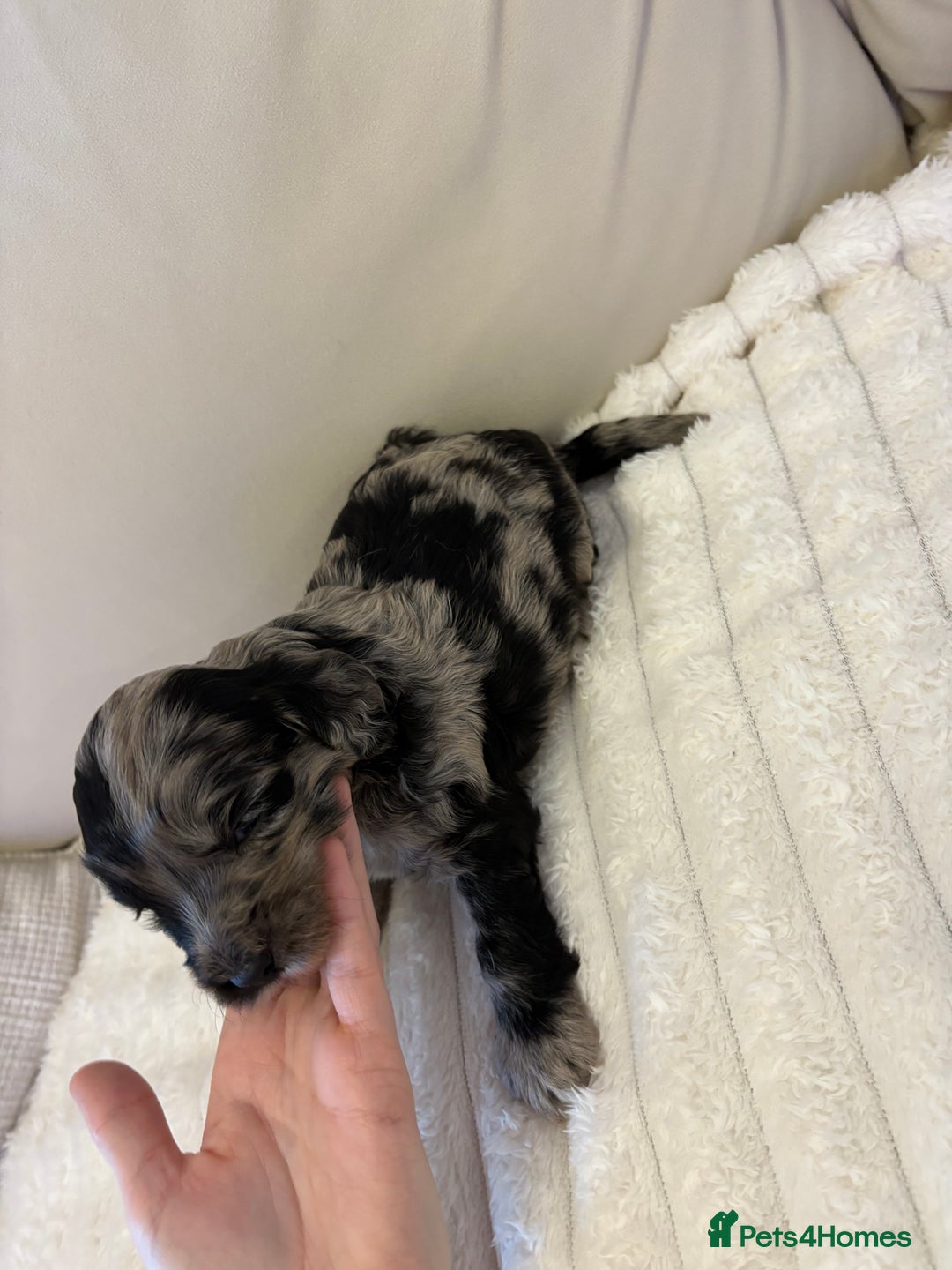 Cockapoo dogs for sale: Cockapoo litter  - Advert 16