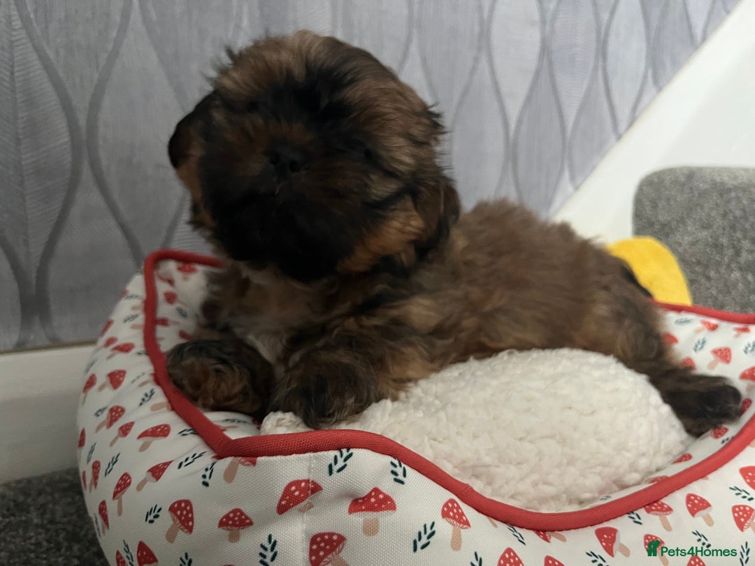 Shih Tzu dogs for sale: Shih Tzu Pups  - Image 2