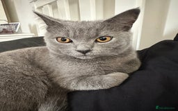 Scottish Fold cats for sale: Scottish straight boy  - Image 1