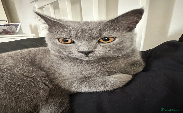 Scottish Fold cats - Advert 1