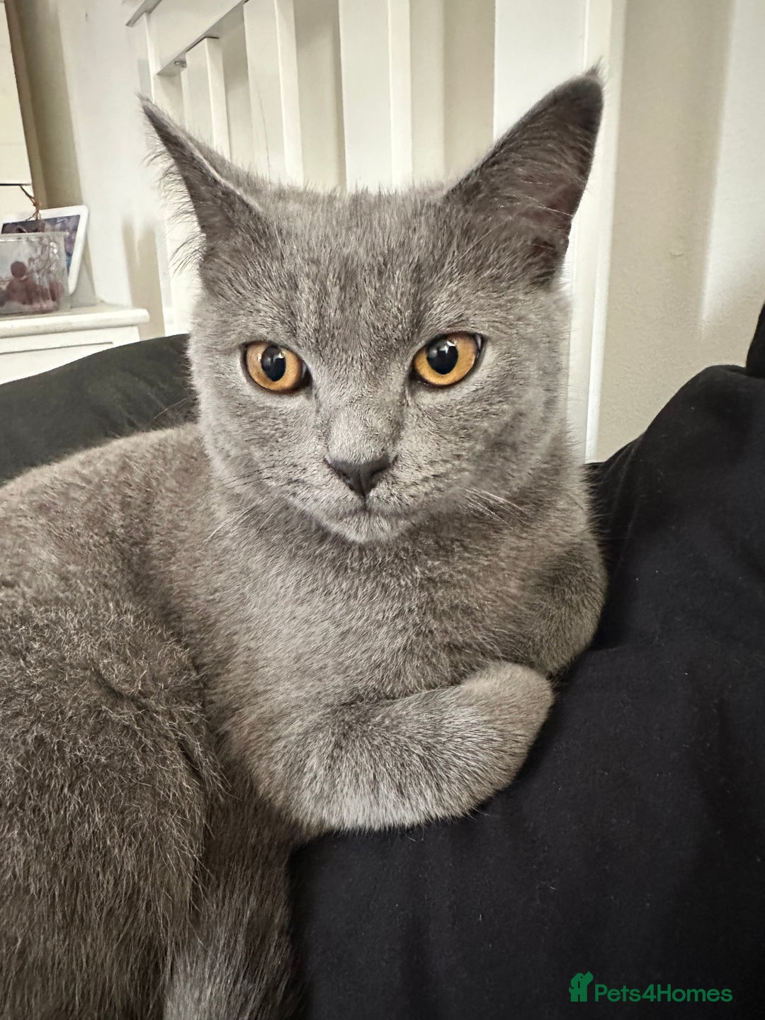 Scottish Fold cats for sale: Scottish straight boy  - Image 1