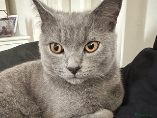 Scottish Fold cats - Advert 36