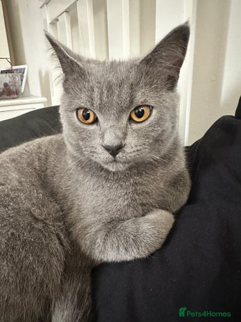 Scottish Fold cats - Advert 10