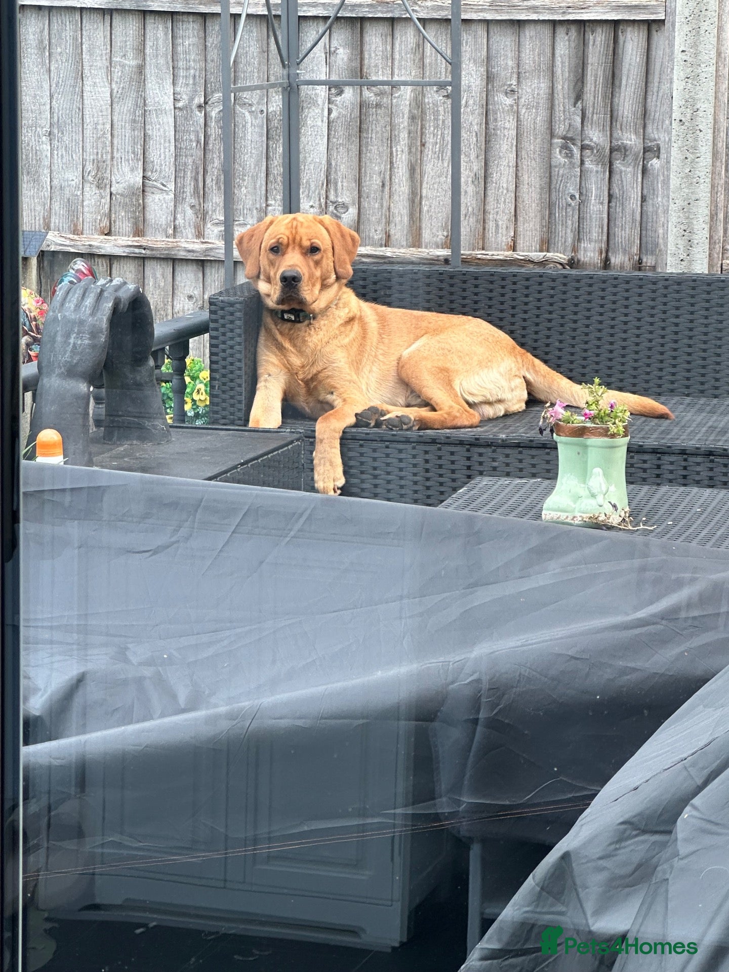 Labrador Retriever dogs for sale: 14 month old intact male labrador  - Advert 1