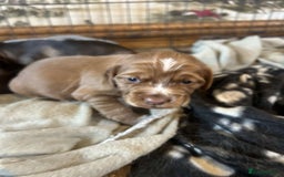Cocker Spaniel dogs for sale: Cocker spaniel puppies for sale.  - Image 9