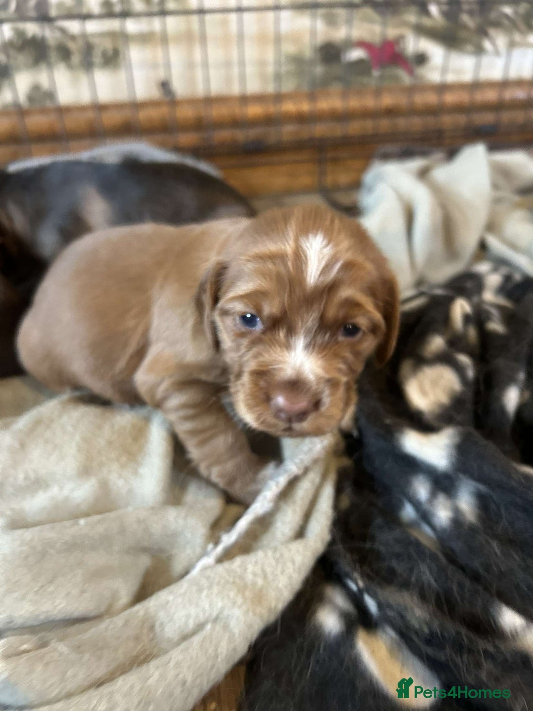 Cocker Spaniel dogs for sale: Cocker spaniel puppies for sale.  - Image 9