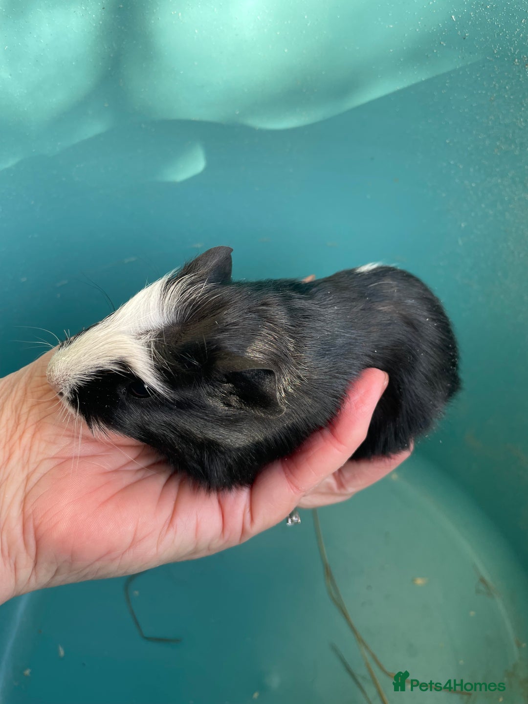 Guinea Pig rodents for sale: Baby crested Guinea Pigs.  - Advert 2