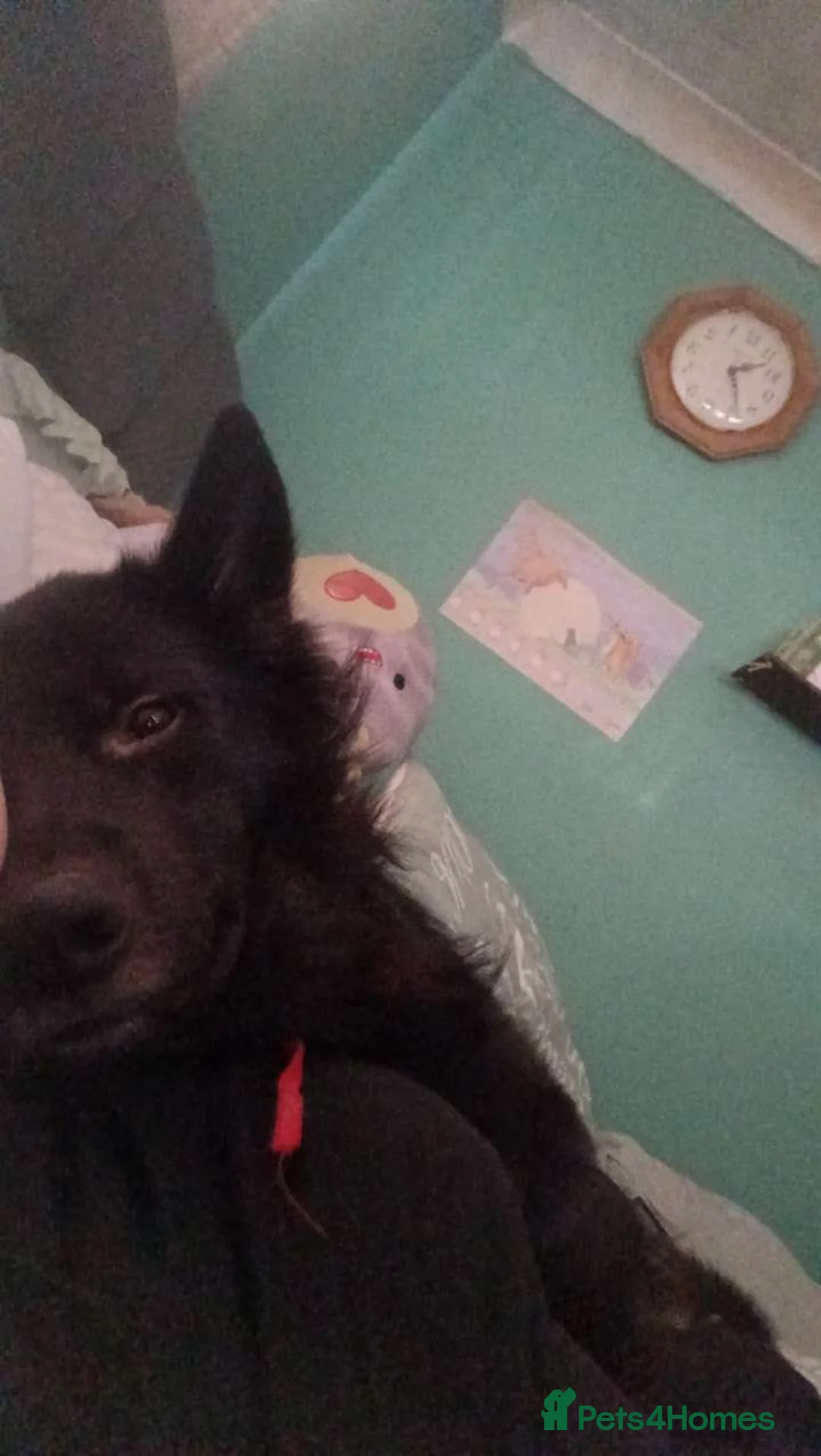 Mixed Breed dogs for sale: Beautiful male buster  - Advert 2