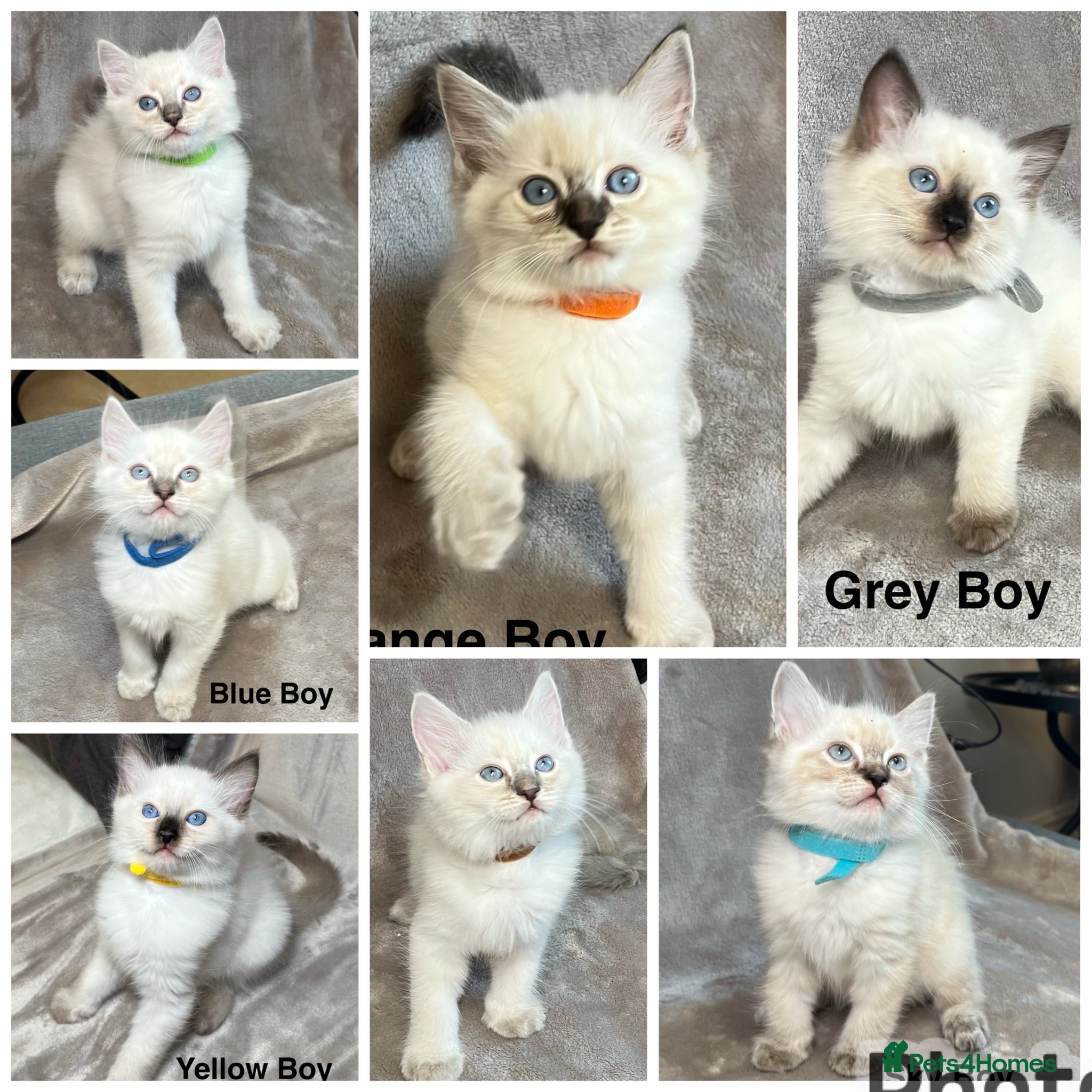Ragdoll cats 😻Pure Ragdoll Kittens looking for loving home ❤️ - Advert 1