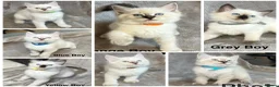 Ragdoll cats for sale: 😻Pure Ragdoll Kittens looking for loving home ❤️ - Advert 1