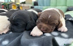 English Springer Spaniel dogs for sale: Gorgeous marked English Springer Spaniel pups  - Image 10